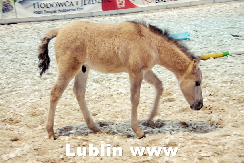 Cavaliada Lublin