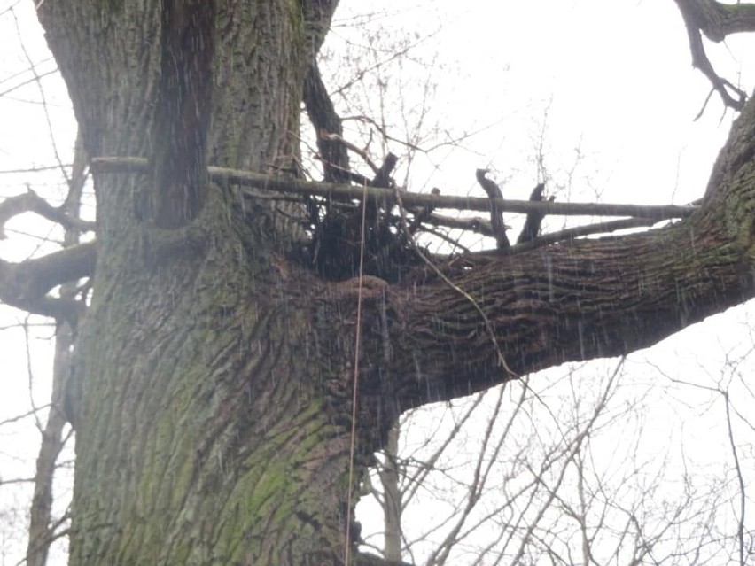 Leśnicy z Lublińca naprawili gniazdo bociana czarnego. W pracach pomogli alpiniści
