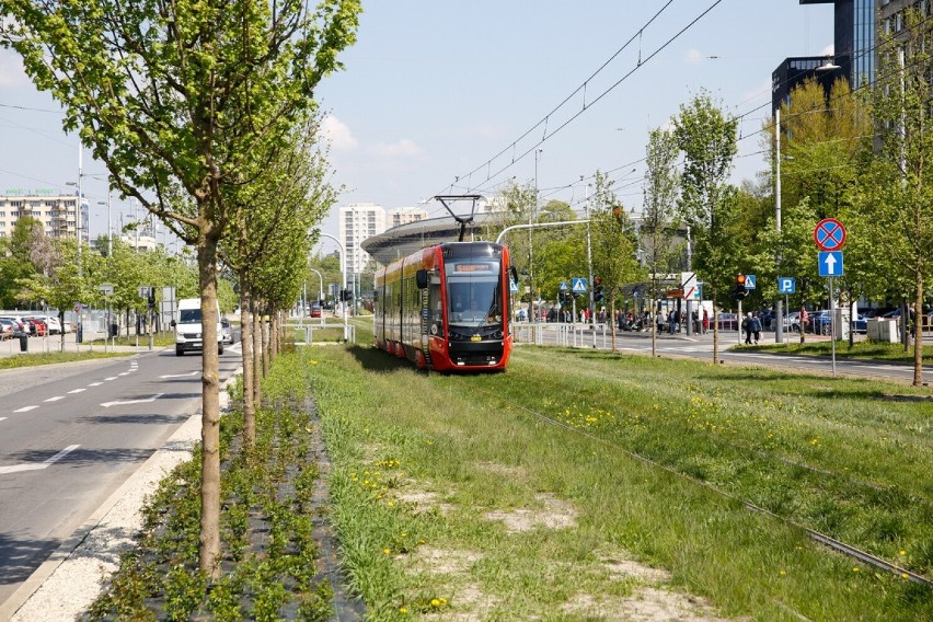 Wzdłuż alei Korfantego posadzono w sumie 46 drzew z gatunku...