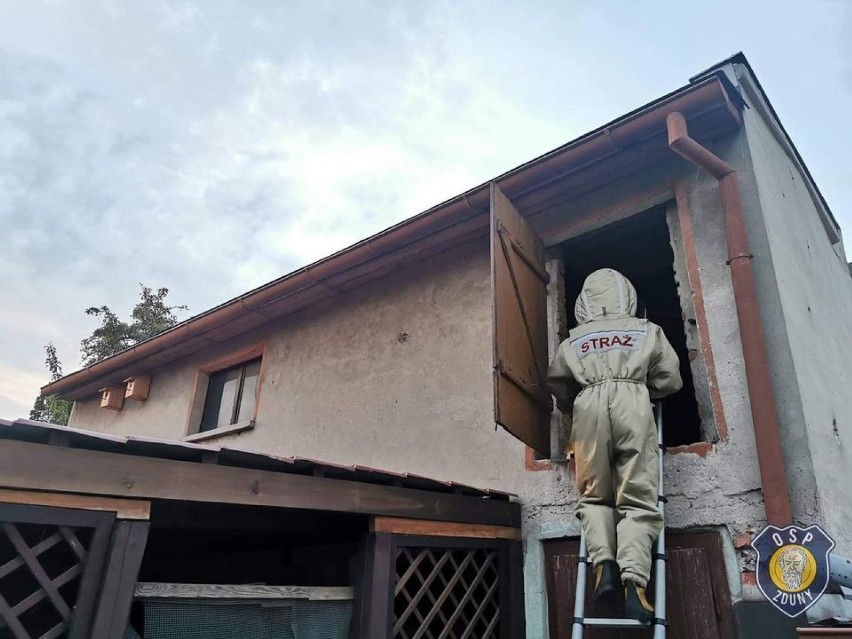 Strażacy usuwali gniazda szerszeni w Zdunach i w Chachalni [ZDJĘCIA] 