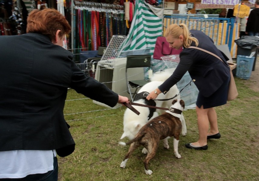 Prawie 2 tys. czworonogów na wystawie psów w Szczecinie [wideo, zdjęcia]