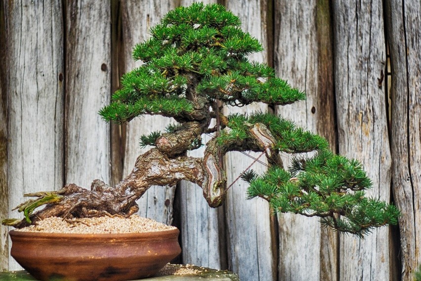 Drzewko bonsai to wydatek do kilku tysięcy złotych do 1,8...