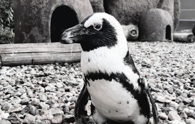 Jak poinformowali na facebooku wrocławskiego zoo opiekunowie Bossa, pingwin wykluł się 17 marca 1997 roku w zoo w angielskim Paignton.