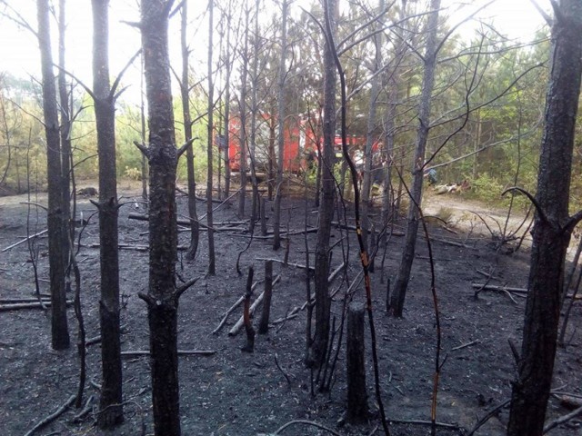 Pożar lasu w Zajączkach pod Kaliszem