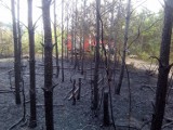 Pożary lasów w powiecie kaliskim [FOTO]