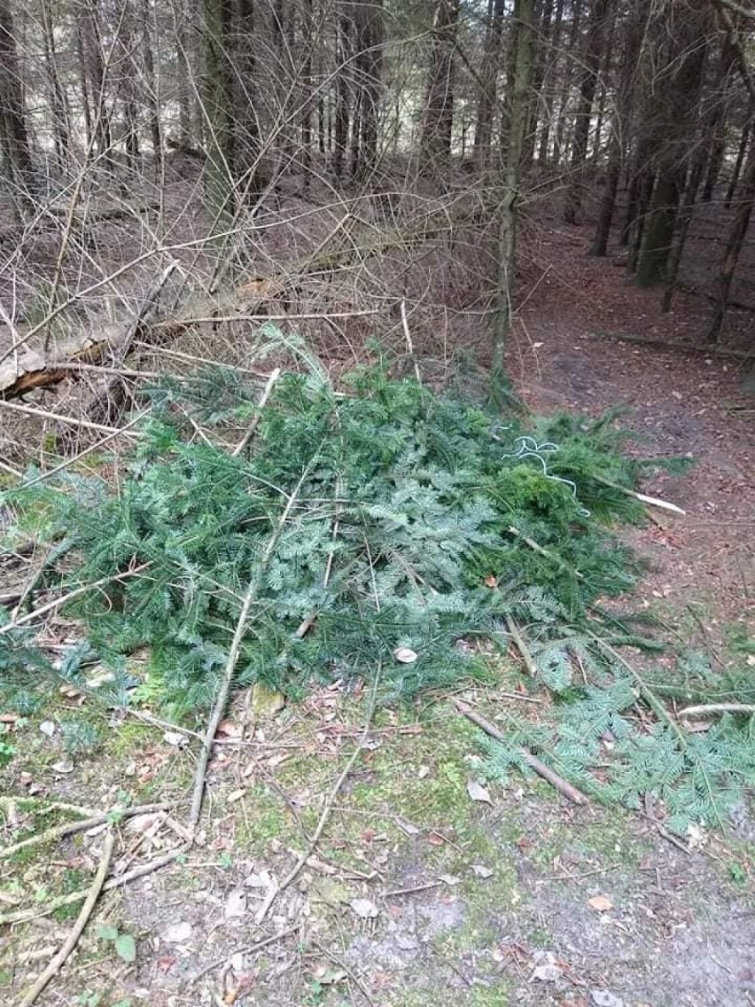 Ukradł mech z lasu w leśnictwie Felicja (gm. Ręczno). Został...