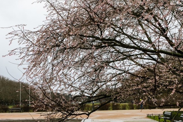 Wiśnia japońska kwitnie w grudniu w Szczecinie. Chodzi o drzewko rosnące na Jasnych Błoniach za urzędem miasta, przy fontannie Bartłomiejce.