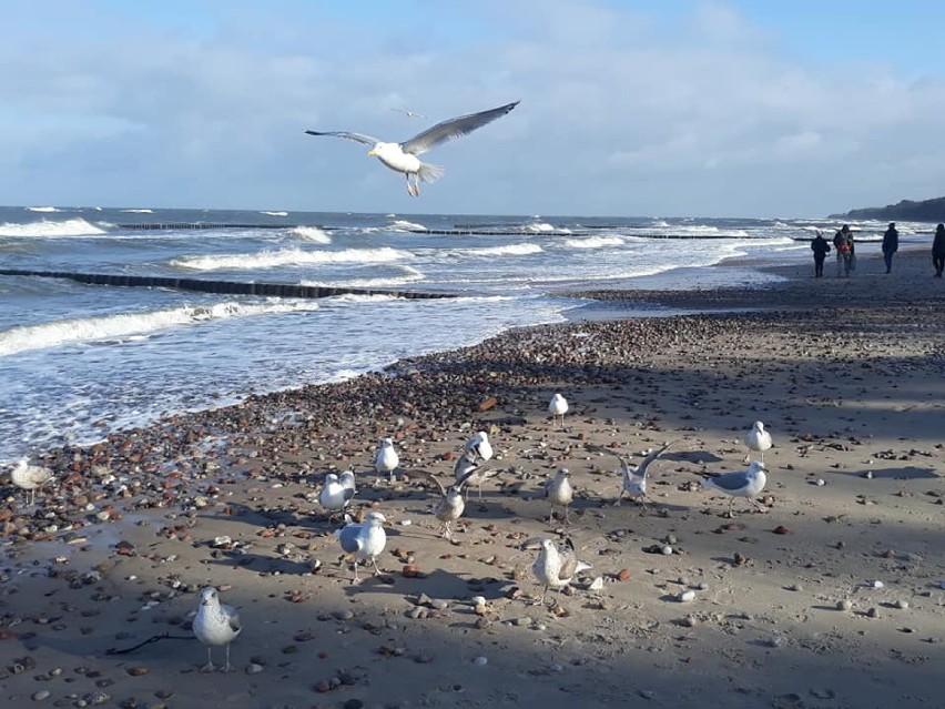 Spacer po plaży w Jarosławcu. Mewy i szum morza [ZDJĘCIA]