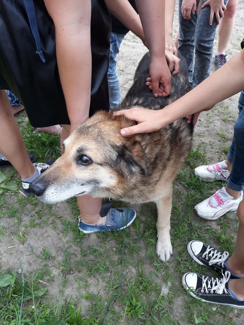 Klub Szkolnego Wolontariatu działający przy Szkole Podstawowej nr 4 odwiedził przytulisko w Rakoniewicach! [ZDJĘCIA]