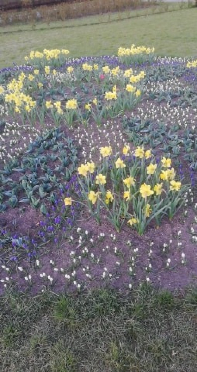 Ktoś zniszczył klomby kwiatowe w parku Sienkiewicza we Włocławku!