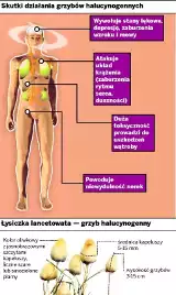 Młodzi ludzie zbierają śmiertelne grzyby w Karkonoszach i Górach Sowich 