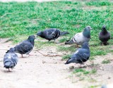 Łodzianie walczą z gołębiami