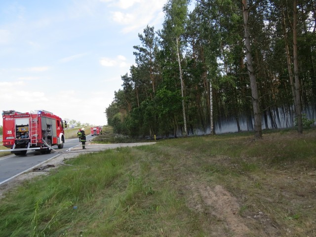 -&nbsp;Pali się. Chyba wielki pożar lasu, buchają płomienie  - powiadomił nas kierowca, przejeżdżający autostradą A-1 w okolicy zjazdu nr 13 w stronę Aleksandrowa Kujawskiego i Ciechocinka.