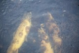 Martwe trocie w Słupi w Słupsku. Dużo ryb padło w Kanale Młyńskim