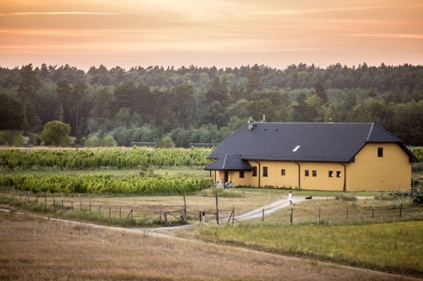 Winnica „Pod Lubuskim Słońcem” w Laskach k/Przełazach...