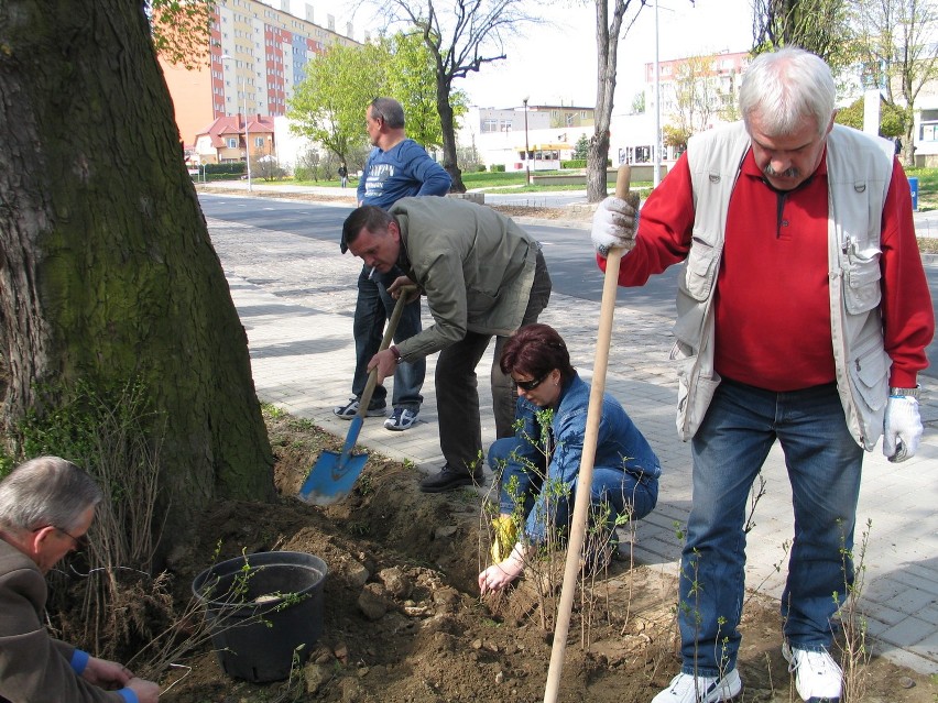 Głogów: W 11. rocznicę powstania Sojuszu Lewicy Demokratycznej posadzili drzewa i krzewy