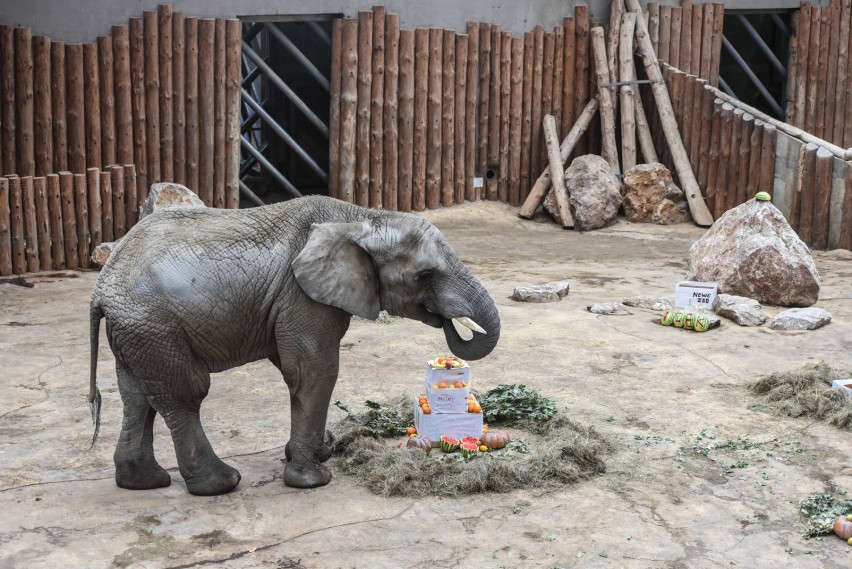 Zoo w Poznaniu: Decyzja pozbawiająca ZOO możliwości wymiany zwierząt uchylona!