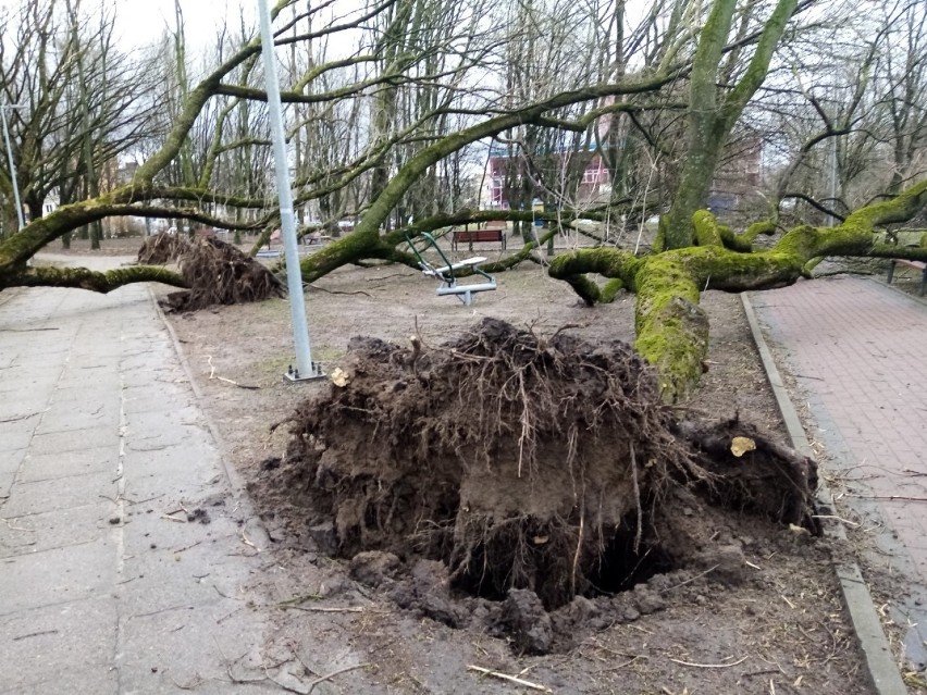 Przewrócone drzewa w parku przy ulicy Wazów w Słupsku.