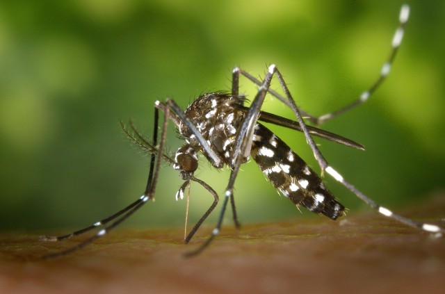 Tego lata czeka nas "wysyp" komarów? " Intensywne opady deszczu temu sprzyjają"
