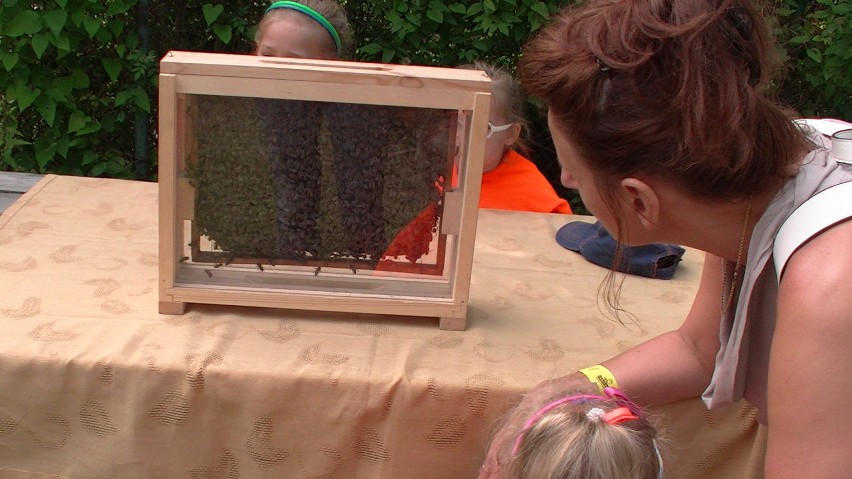 Zobaczyć pszczołę z bliska - ciekawostka dla dzieci