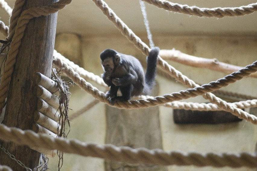 Zakończył się remont małpiarni w łódzkim zoo [ZDJĘCIA,FILM]