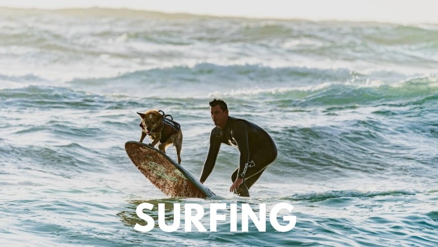 Są pieski, które uwielbiają wspólny surfing z właścicielami....
