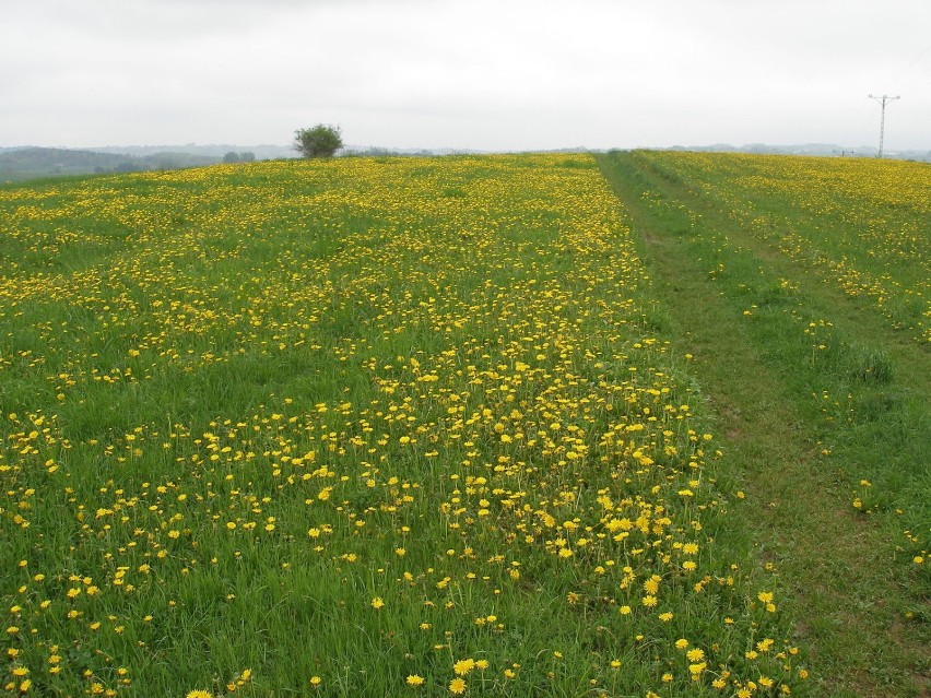 Wiosna we wsi Racławice koło Biecza, 2013