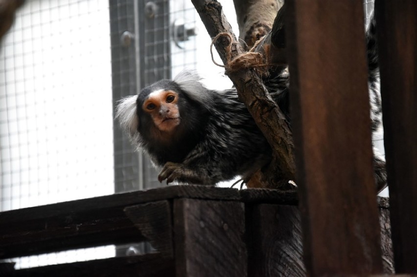 Egzotyczne małpki zamieszkały w legnickiej palmiarni [ZDJĘCIA]