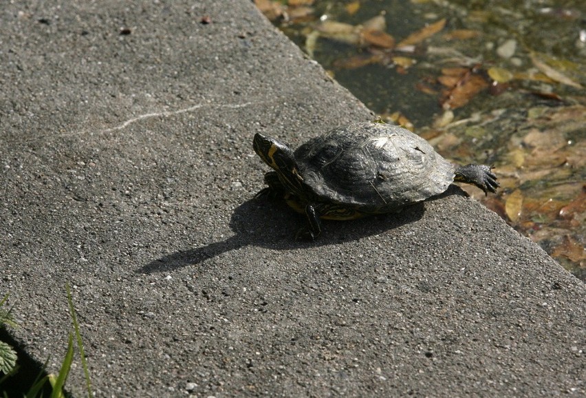 Żółw żółtobrzuchy w Legnicy (ZDJĘCIA)