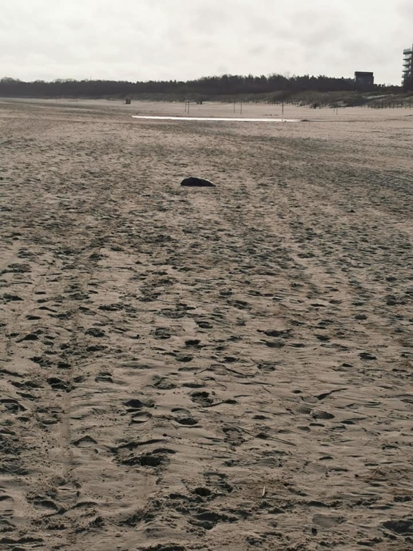 Foka na plaży w Świnoujściu