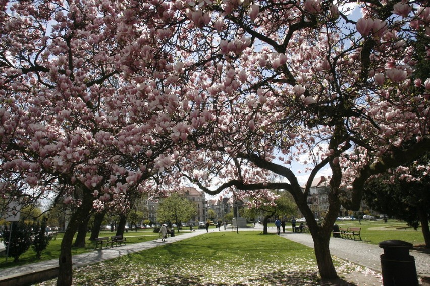 Zakwitły legnickie magnolie