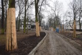 Trwa rewaloryzacja Parku Miejskiego w Kaliszu. Jeszcze w marcu zakończy się część prac ZDJĘCIA