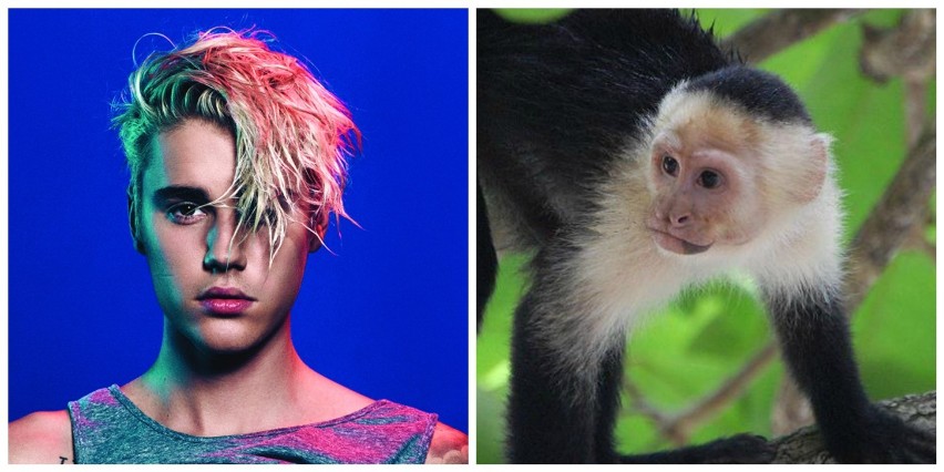 Justin Bieber i małe zoo

Od początku swojej zawrotnej...