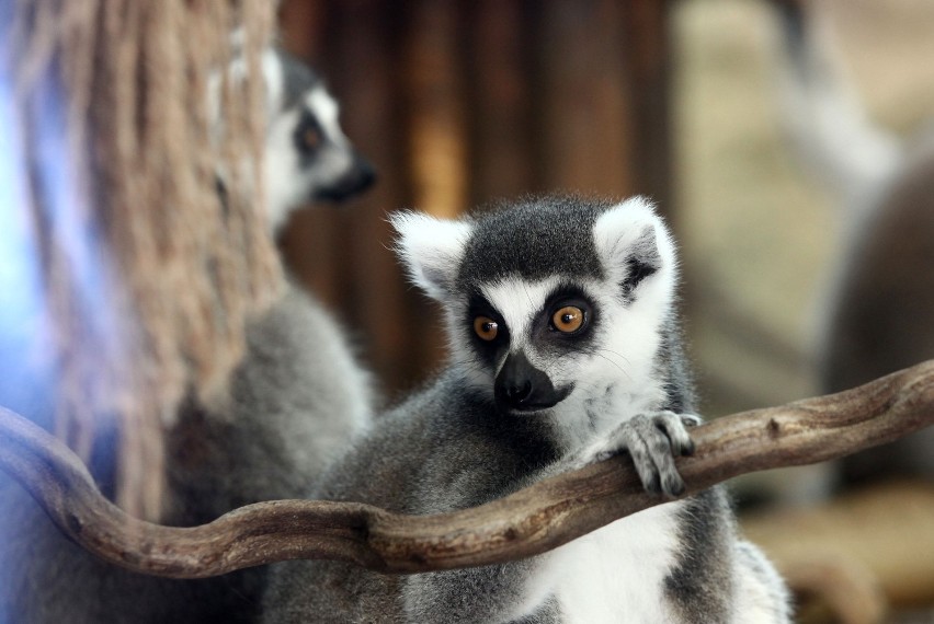 Lemury w łódzkim zoo mają nowy wybieg [ZDJĘCIA+FILM]