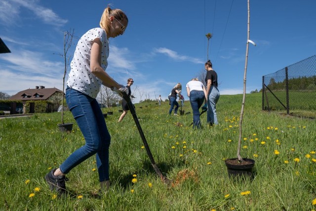 Akcja sadzenia drzew w Jastrzębiu spotkała się z pozytywnym odbiorem mieszkańców.