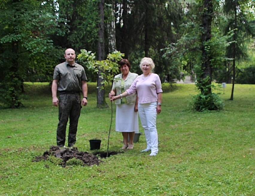 Cieszyn: Potomek słynnego dębu cystersów posadzony w szpitalnym parku [ZDJĘCIA]