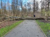 Przewrócone drzewa, uszkodzona infrastruktura. Skutki silnego wiatru w Wejherowie i Rumi|ZDJĘCIA