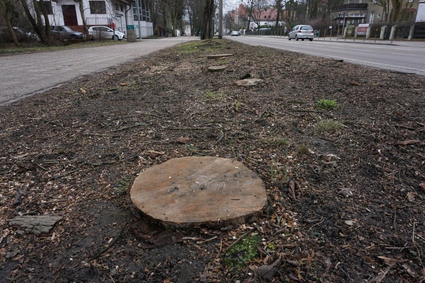 Gdańsk. Kontrowersje wokół wycinki drzew przy Parku Oliwskim i na Jaśkowej Dolinie. Wycinka odbyła się zgodnie z prawem 