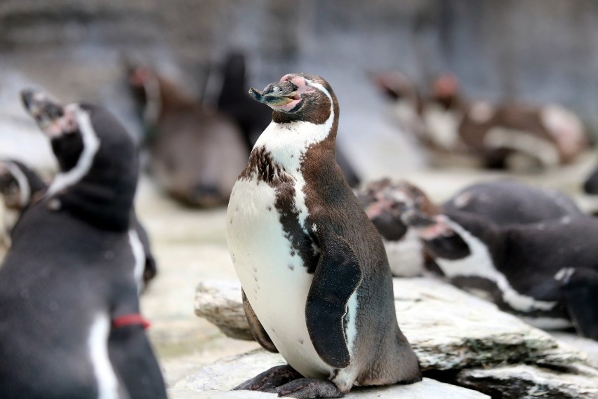 Pingwiny ze śląskiego zoo zmieniają swoje upierzenie. Te...