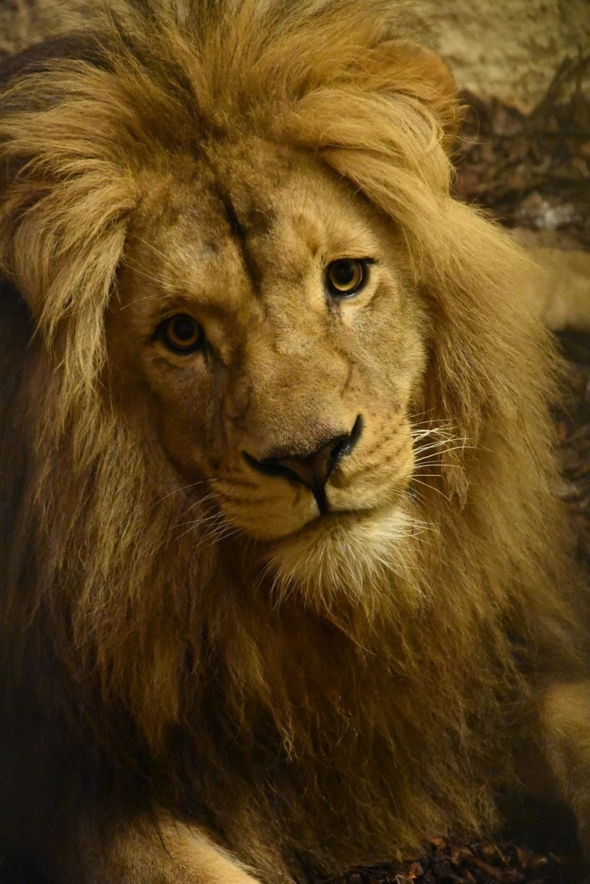 Nowy mieszkaniec zamojskiego zoo robi wrażenie. Mamy jego zdjęcia! Koniecznie zobaczcie