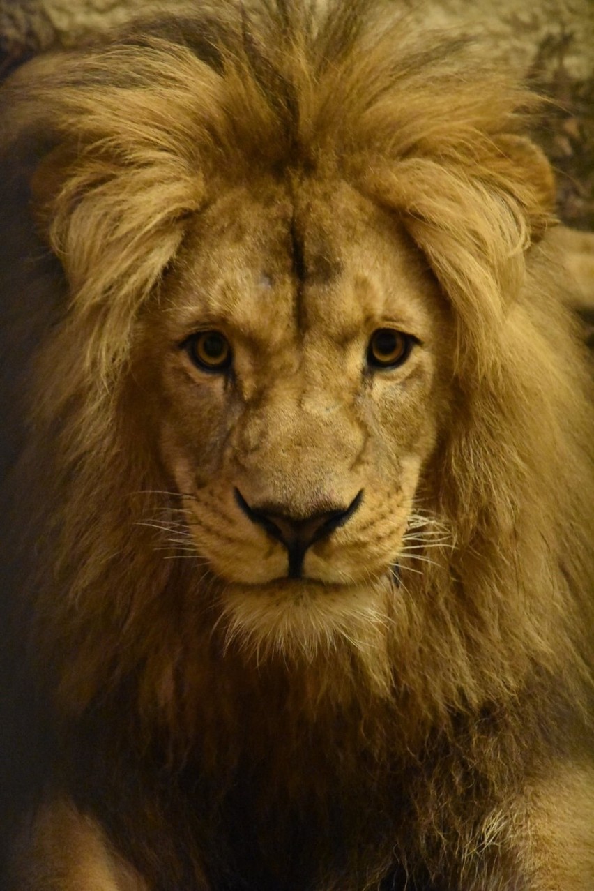 Nowy mieszkaniec zamojskiego zoo robi wrażenie. Mamy jego zdjęcia! Koniecznie zobaczcie