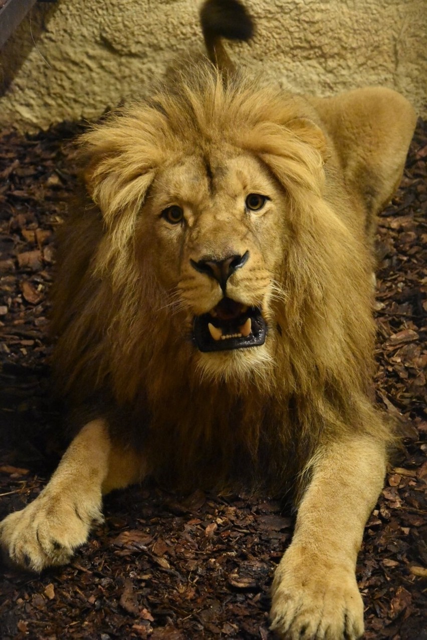 Nowy mieszkaniec zamojskiego zoo robi wrażenie. Mamy jego zdjęcia! Koniecznie zobaczcie