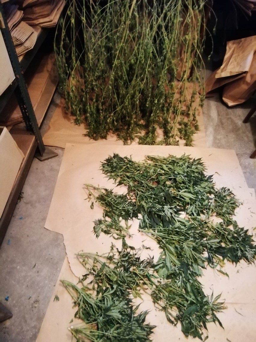 27-latek uprawiał marihuanę w domu dziadków. Krzaki rosły w zamkniętym pokoju