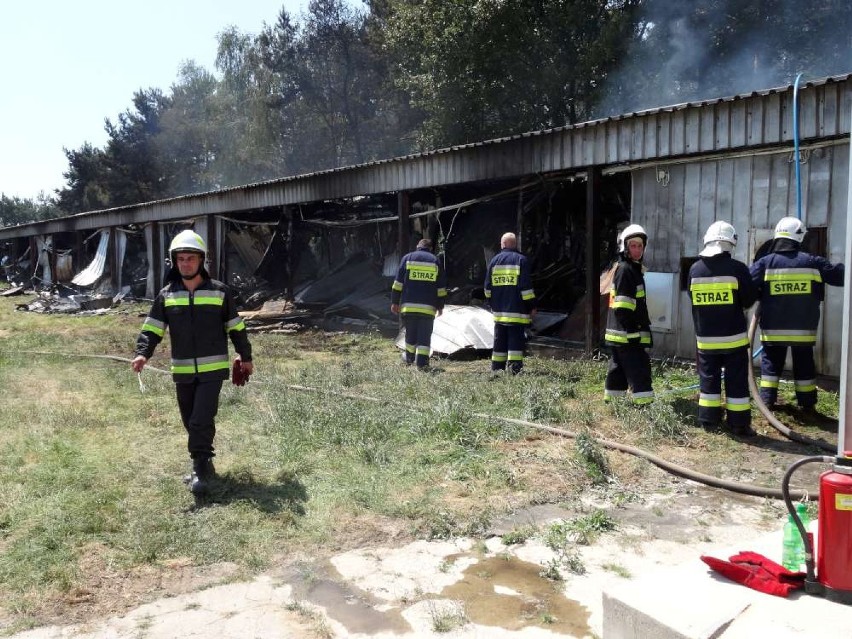 Pożar hali na fermie. Żywcem spłonęło 15 tys. kurczaków. FOTO