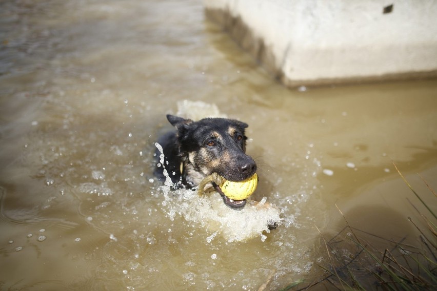 Rabka-Zdrój: Ratownicy GOPR uczą swoje psy ratować ludzi