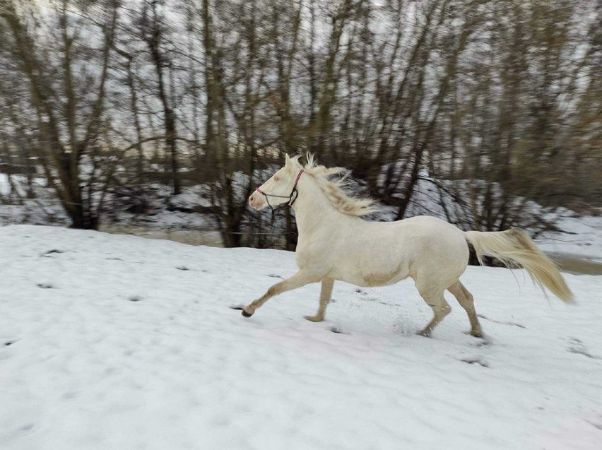 Wałach cruzado lusitano hiszpański cremello perlino 
40 000...