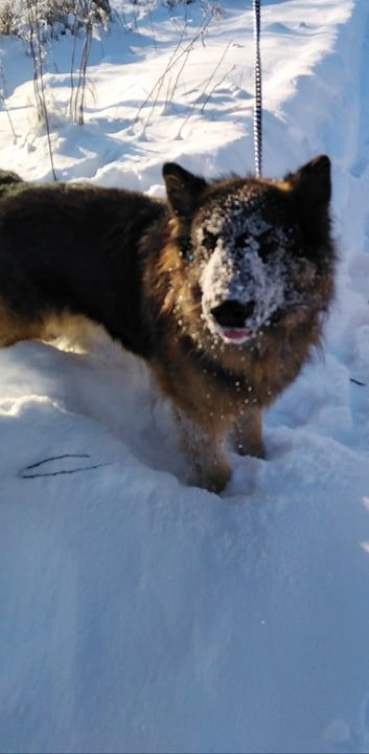 Zwierzaki też lubią śnieg! Nasi Czytelnicy pokazali nam swoich czworonożnych podopiecznych podczas zimowego szaleństwa [ZDJĘCIA]