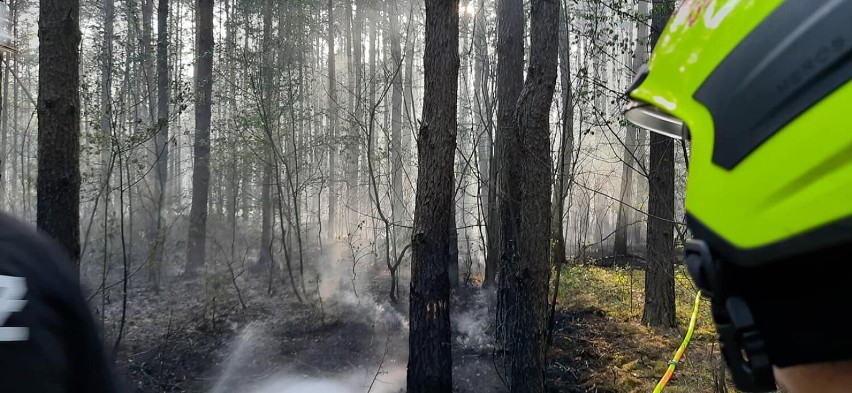 Pożar 100 hektarów lasów w powiecie grójeckim gasili strażacy z Łódzkiego. Trwa dogaszanie pogorzeliska w Żdżarach[ZDJĘCIA]