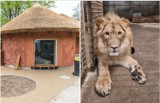 Młody król lew czeka na koleżnaki i nowe mieszkanie we wrocławskim ZOO. Trwają tam prace przy nowej lwiarni, zobaczcie