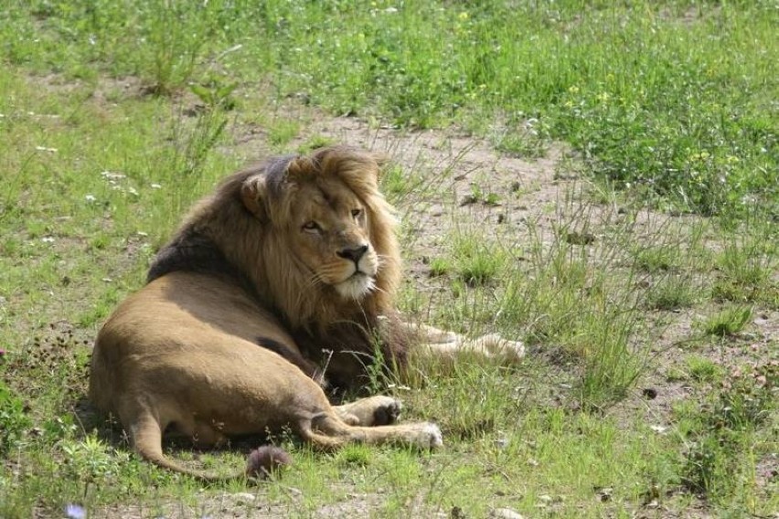 Mały lew Moco z gdańskiego zoo miał posocznicę. Nie przeżył choroby [WIDEO, ZDJĘCIA] 